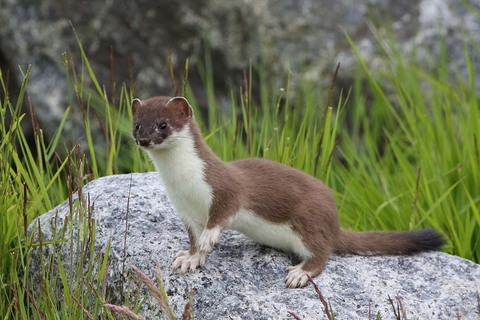 Stoat ferret sale